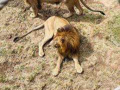 -西霞口神雕山野生动物世界