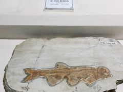 -辽宁古生物博物馆