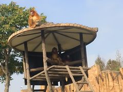 -上海野生动物园