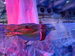 -芜湖新华联大白鲸海洋公园