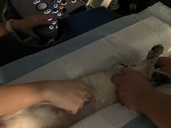 -半岛宠物医院24小时·内窥镜·牙科·碎石中心(府城大道店)