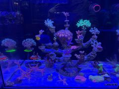 -双季花艺园艺市场(浦东店)