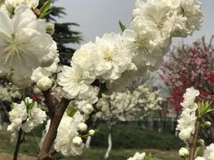 -康庄公园