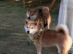 -怪咖·joker陈楠