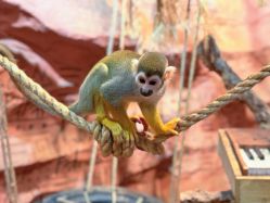 -Zoolung Zoolung动物主题公园(海信广场店)