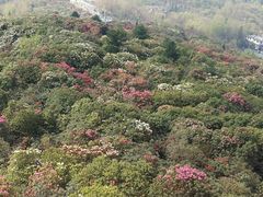-贵州百里杜鹃风景名胜区