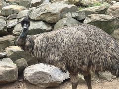 -费瑟代尔野生动物园