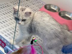 -lincat·猫舍(广州店)