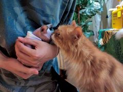 -平行世界·猫咖(首经贸店)