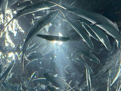 -上海海洋水族馆