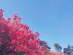 -木兰云雾山