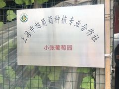 -马陆小张葡萄园农家乐