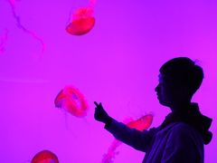 -瑞普利水族馆
