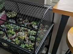 -东方名猫馆·英短金渐层布偶猫舍(环线广场1号楼店)