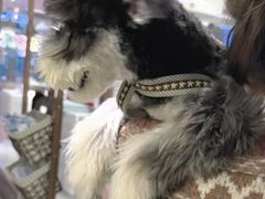 -FAELING PETS美天灵宠物(富力广场店)