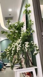 -联合丽格·张菡丽格医疗美容