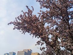 -海棠花溪(元大都城垣遗址公园)