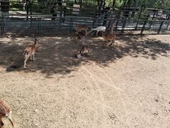 -青藏高原野生动物园