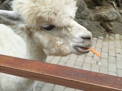 -栾川竹海野生动物园