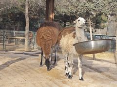 -青藏高原野生动物园