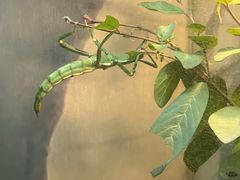 -上海大自然野生昆虫馆(东方明珠·爬宠昆虫探索中心)