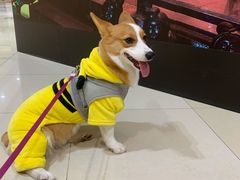 -宠福鑫康馨动物医院·骨科·眼科