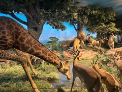 -国家自然博物馆