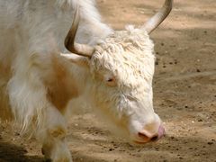 -石家庄市动物园