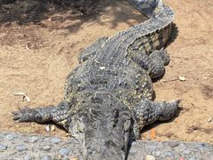 -石家庄市动物园