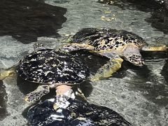 -郑州海洋馆