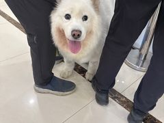 -派美特宠物医院·核磁CT·骨科肿瘤·疑难转诊(沈农禾丰店)