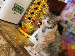 -萧邦音乐会所KTV·蒸汽活海鲜自助(福田店)