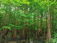 -桤木河湿地公园