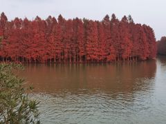 -上海海湾国家森林公园