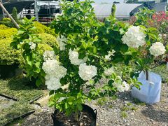 -龙大花卉苗木市场