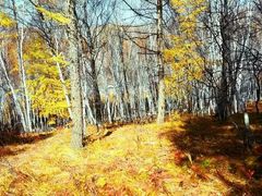 -塞罕坝国家级自然保护区