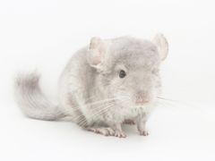 -龙猫仔乐园(惠福东路店)