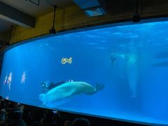-海合安成都极地海洋公园
