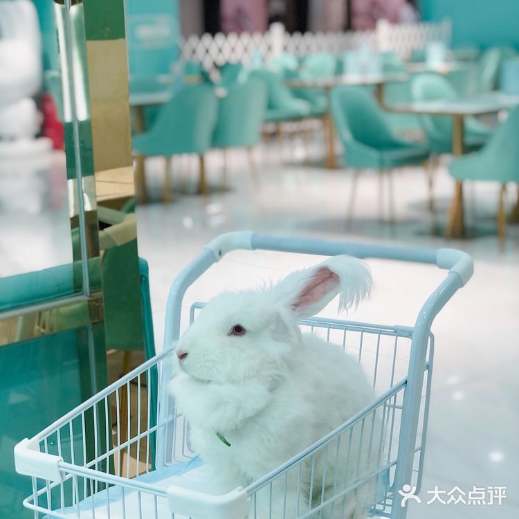 软萌软萌的小兔几,我控制不住我只几啦~