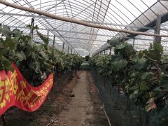 -马陆小张葡萄园农家乐