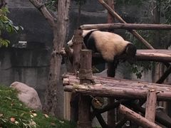 -成都大熊猫繁育研究基地
