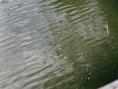 -梅林春晓花园餐厅