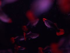 -青石桥花鸟鱼虫市场(叠翠城店)