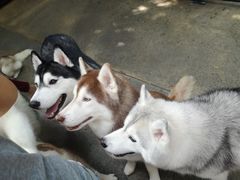 -TrueLove @ Neverland (Husky Cafe)