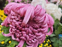 -虞山城墙