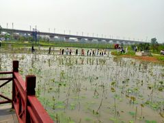 -枫林花海