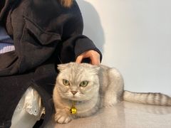 -喵宠乐园·撸猫互动·猫舍