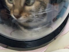 -嘉馨宠物医院·CT影像转诊·心脏科·犬猫全科诊疗中心(下沙大学城院区)