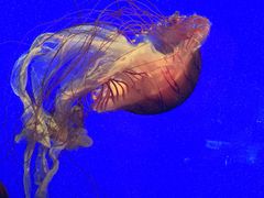 -上海海洋水族馆