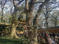 -普陀山风景名胜区-法雨禅寺